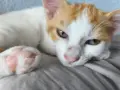 ПОДАРЯВАМ женски котенца, снимка 1