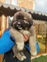 Кавказка овчарка, снимка 8