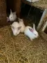 Продавам зайци София , снимка 1