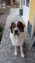 Породисто българско овчарско куче (БОК) търси приятелка за поколение , снимка 4