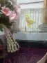  ПРОДАВА СЕ КАНАР МЪЖКИ!, снимка 2