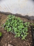Разсад краставици, снимка 5