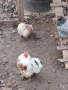 Продавам яйца за лупене от мини кохин, снимка 1