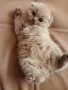 Шотландски котенца , снимка 7