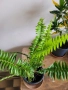 Папрат , снимка 2