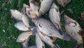 Риба от 1 до 6 кила див шаран за консумация и спортен риболов., снимка 2