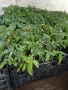 Разсад домати,краставици,пипер, снимка 13