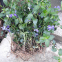 Винка Минор /градинско растение, снимка 1 - Градински цветя и растения - 44699633