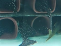 pleco, снимка 4