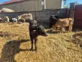 Продавам телета и биволи, снимка 4