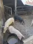 Прасета на бройка, снимка 4