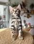Бенгалска котка, снимка 2