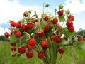 Горска ягода - Дива ягода  Сорт горски рюген, снимка 3