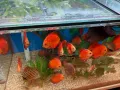 Различни видове декоративни риби, храни и техника , снимка 7