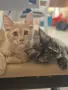 котенца Мейн Куун, снимка 15
