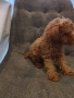 Мини Пудел, снимка 5