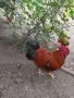 Нюхемпшир яйца за люпене , снимка 1