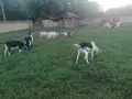 Кози с ярета и пръчове , снимка 1