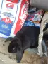 Качовата заплодена 40 €, снимка 2