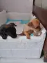 животни кучета мини чихуахуа , снимка 1
