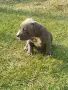 Топ Американско були покет American bully , снимка 5