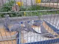 Продавам млади вълнисти папагали  и две млади корели, снимка 2
