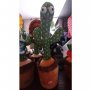 ПРОМО!!! Пеещ и танцуващ кактус Crazy Cactus, интерактивна детска играчка, 120 песни , снимка 3
