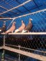 Пазарджишки гълаби, снимка 5
