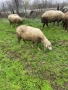 Свободни 4 броя млади заплодени овце. Намират се в гр. Летница -Ловешко,продават се заедно всичките., снимка 5