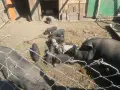 Виетнамски прасета, снимка 2