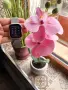 Apple Watch SE Gen2 40mm, снимка 3