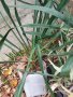 Вкоренени растения студоустойчива Юка на 1-3 год., снимка 4