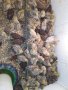 Манджурски пъдпъдък, снимка 1 - други­ - 30208246