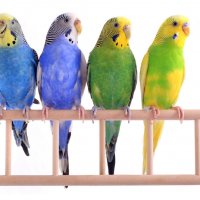 Вълнисти папагали - Перник - Различни цветове и пол, снимка 2 - Папагали - 36649407