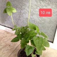 7 растения за продажба за отглеждане в саксия , снимка 10 - Стайни растения - 42902001