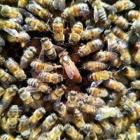 Пчелни майки   записване  2024, снимка 3 - За пчели - 40562941