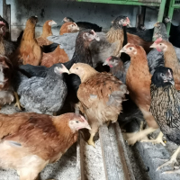 Ярки шарени селски домашни за яйца и месо, кокошки Носачки, петли , снимка 3 - Кокошки и пуйки - 41425416