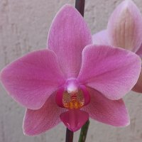 Орхидея фаленопсис Ravenna, снимка 4 - Стайни растения - 37358307