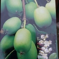 Киви Actinidia arguta Issai - МИНИ КИВИ – малко познато и много вкусно!, снимка 13 - Разсади - 38164416