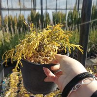 Лъжекипарис жълто джудже, Chamaecyparis pisifera 'Filifera Aurea Nana', снимка 9 - Градински цветя и растения - 44358566