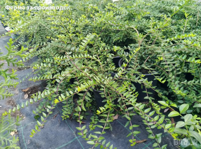 Лоницера "Нитида"/ Lonicera nitida, снимка 1