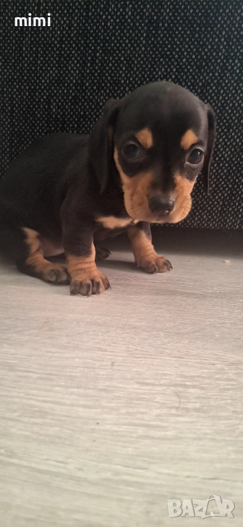 Дакелчета , снимка 1