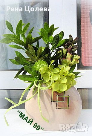 Шефлера в керамична кашпа, снимка 1