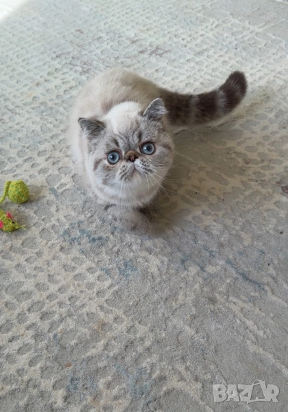 Мъжко коте колорпойнт, снимка 1