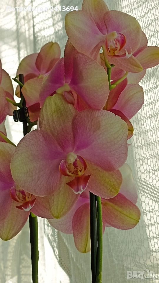 Phal.Rainbow орхидея фаленоосис Дъга, снимка 1