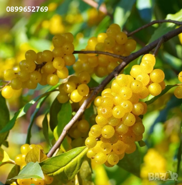 Elaeagnus umbellata Brilliant Rose, снимка 1