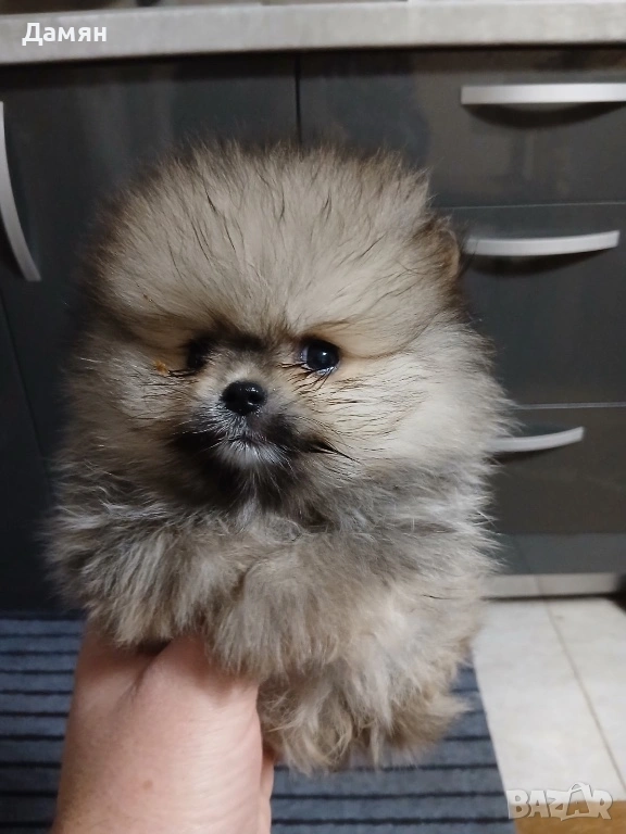 Померан, снимка 1