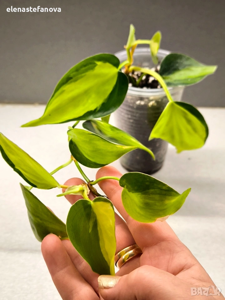 Филодендрон, вариегатен "Brasil", снимка 1