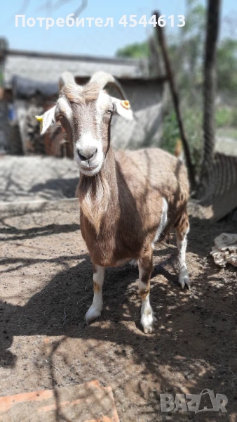  Коза, снимка 1