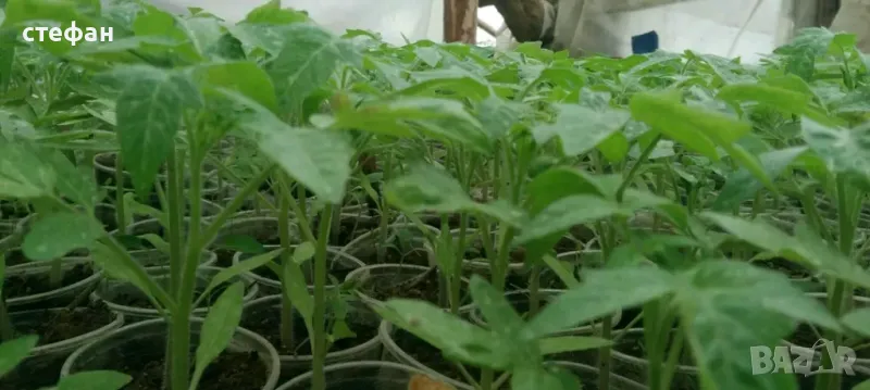 Продавам разсад домати краставици тиквички пипер и др., снимка 1